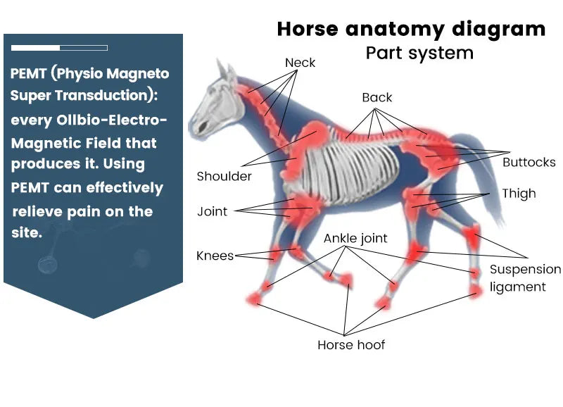 Veterinary Instrument PEMT Loop Magnetic Physiotherapy Device for Horse and Dog Orthopedic PEMF by Vet